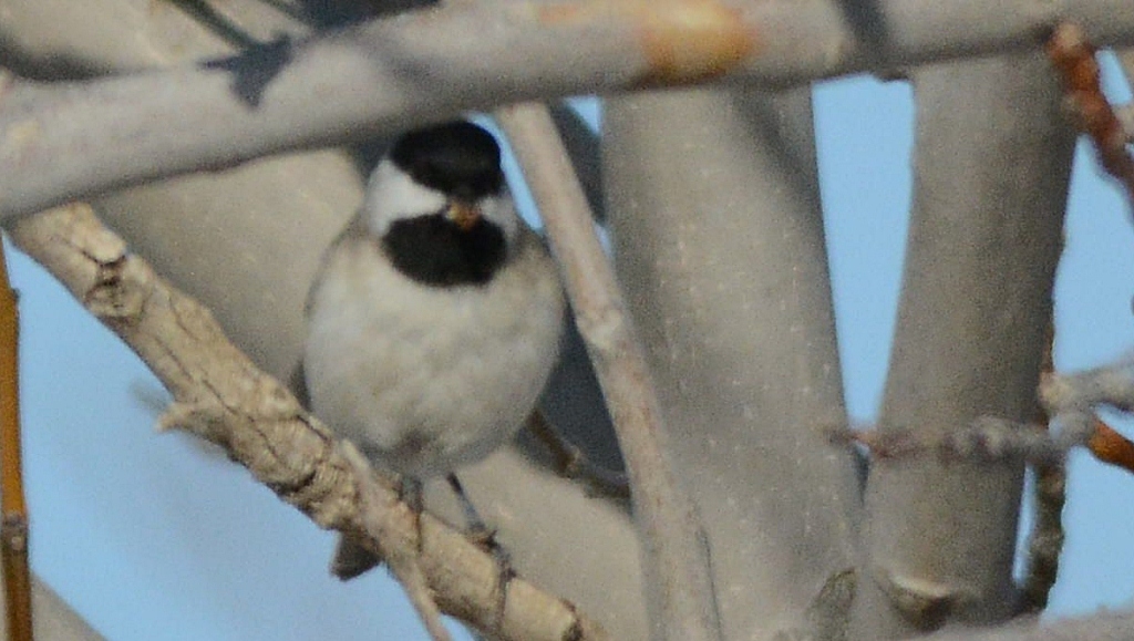 Akyanaklı baştankara