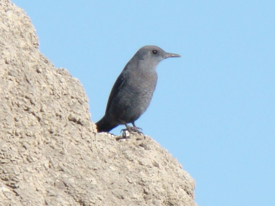 Gökardıç