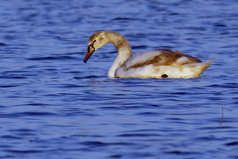 Kuğu