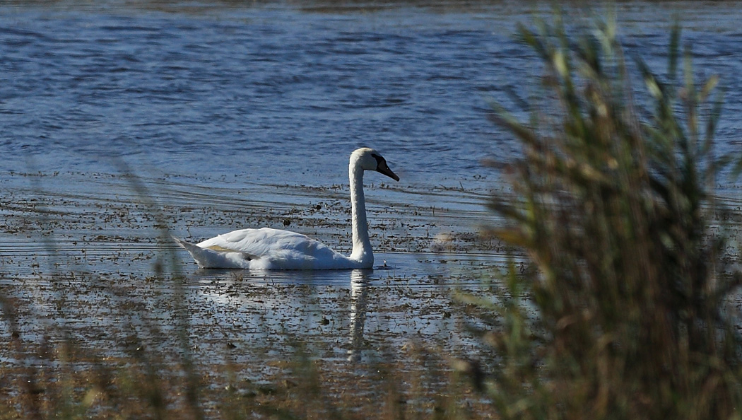 Kuğu