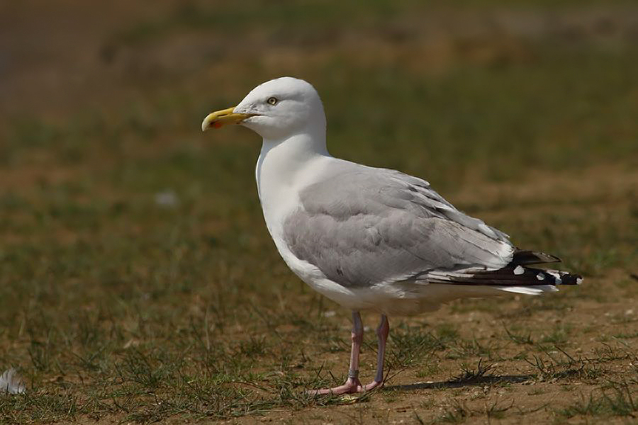 Kuzey gümüş martı