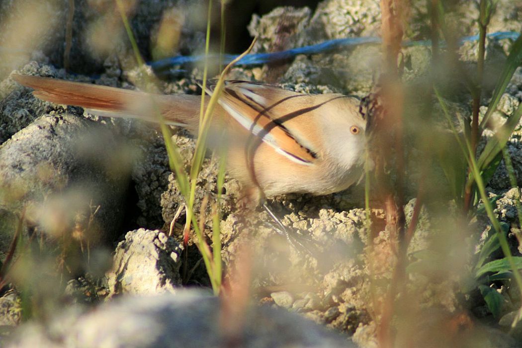 Bıyıklı baştankara