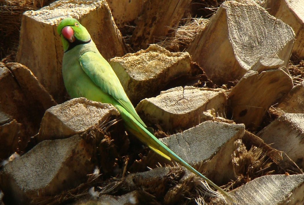 Yeşil papağan