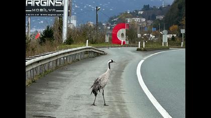 Gözlem