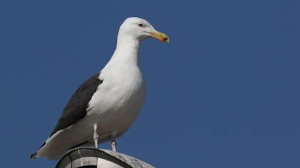 Gözlem