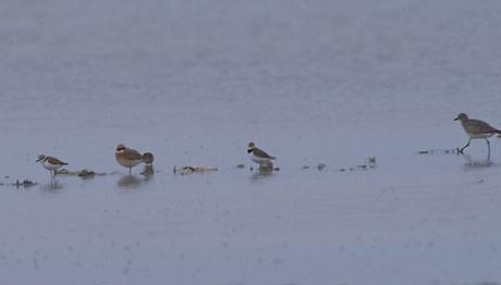 Tür Listemize Yeni Tür