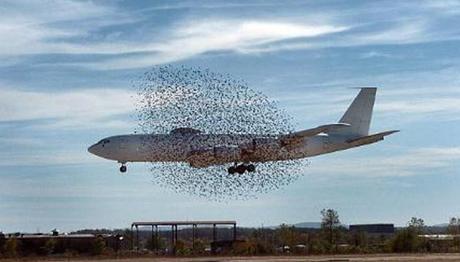 Kuş sürüsü ile karşılaşan pilot kuleyi uyardı