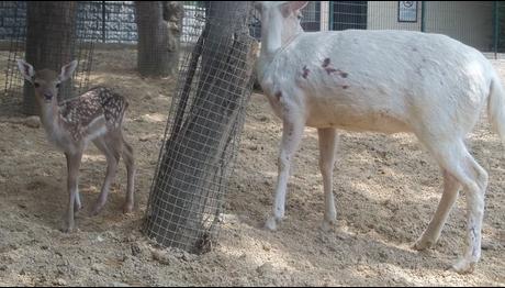 Albino Alageyik Doğurdu