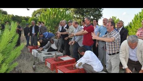 Bafrada 300 sülün doğaya salındı