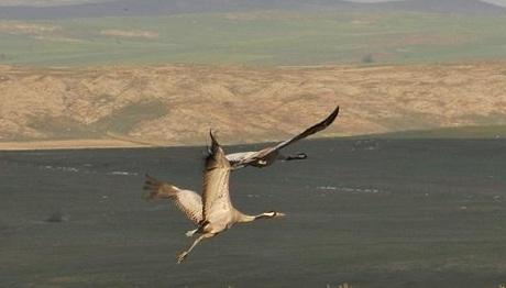 Anadolunun turnaları yok oluyor