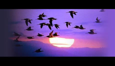 KUŞLAR NEDEN GÖÇ EDERKEN GECE YOLCULUĞUNU SEÇER?