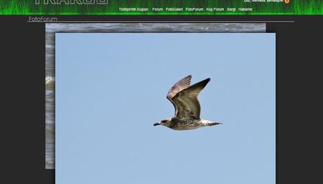 FOTO FORUM