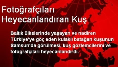 Fotoğrafçıları Heyecanlandıran Kuş