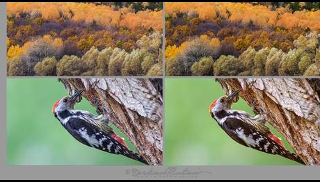 FOTOĞRAFTA DOĞRU BEYAZ DENGESİ