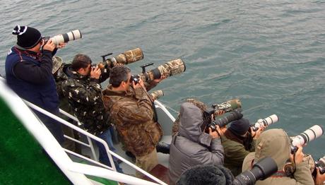 Kuş Fotoğrafçılığında Ekipman Kombinasyonları