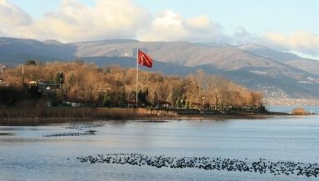 Sapanca Gölü'nü Bu Kuş Kurtaracak