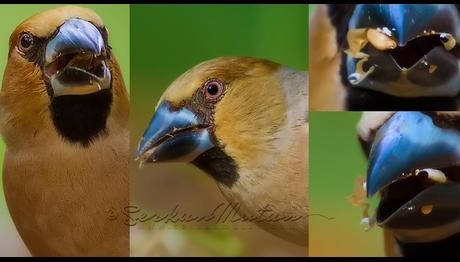 KOCABAŞ Hawfinch 