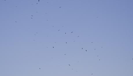 Kıbrıscık'ta Kamp ve Ülke Tarihindeki En Büyük Akbaba Yoğunluğu