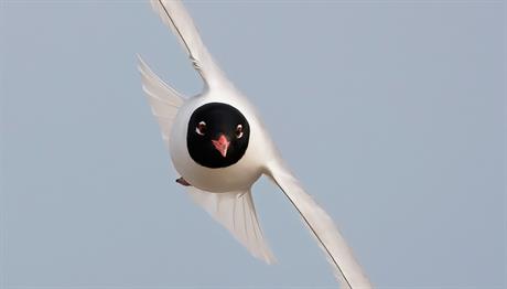 Örnek haber adı gelecek.