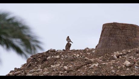 Örnek haber adı gelecek.