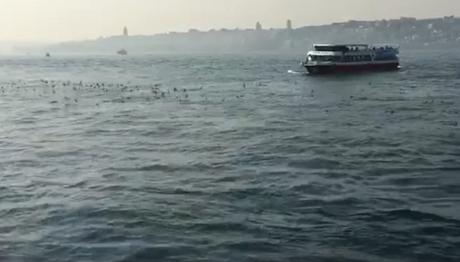 Yelkovanlar