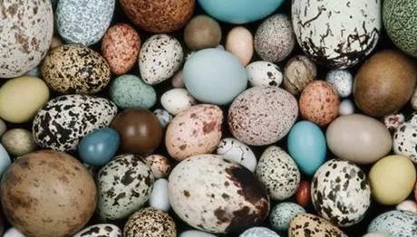 Kuş Yumurtalarının Renklerinde Dinozor Etkisi