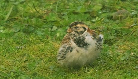 Mahmuzlu Çinte Türkiye 2.kaydı  ( Calcarius lapponicus )