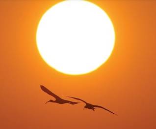 `Kanal İstanbul Projesi Etkilerinin Avifauna Açısından Değerlendirilmesi Kuş Uzmanı ve Gözlemcilerinin Görüşleri