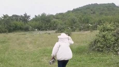Arı Kuşu Saldırılarına Maruz Kalan Kolonilerin Mutlaka Kontrol Edilmesi Gerekiyor