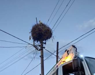 Leylek Göç Yollarında Planlı Elektrik Kesintileri