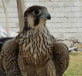 Alıkonulan Gökdoğan (Falco peregrinus pelegrinoides) Kurtarılarak Doğaya Salındı! 