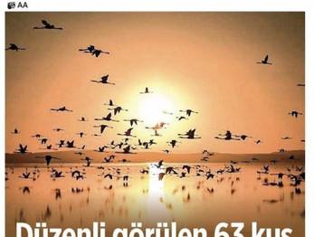 Türkiyede Düzenli Görülen 63 Kuş Türü 22 Yılda Azaldı