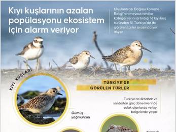 Kıyı Kuşlarının Azalan Popülasyonu Dikkat Çekiyor!