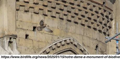 Notre-Dame Bir Biyoçeşitlilik Abidesi