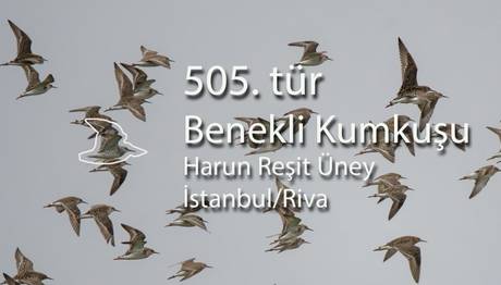 YENİ TÜR 
