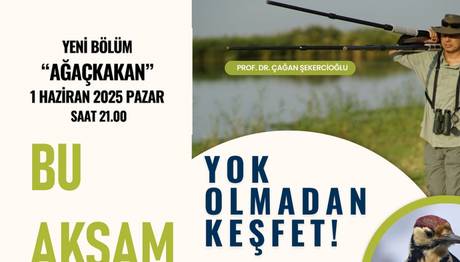İğneadanın Ağaçkakanları