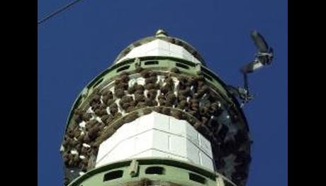 KIRLANGIÇ YUVALARI