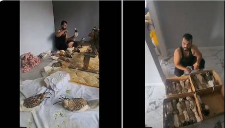 Yırtıcı Kuşların Yasadışı Yakalanması