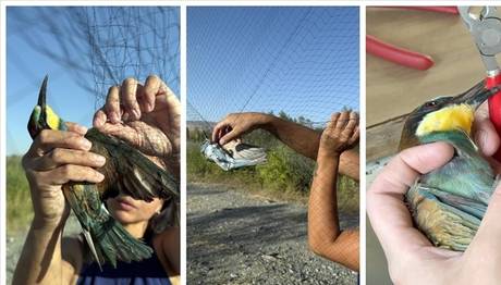Aras Kuş Cenneti'nde 1 ayda yaklaşık 2 bin kuş halkalandı