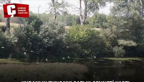 Tunca'da kuraklıkla beraber artan sazlık alanlar kuş türlerine yuva oldu