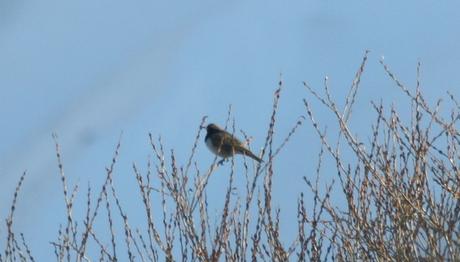 KARA GERDANLI ARDIÇ (TURDUS ATROGULARIS) GÖZLEMİ