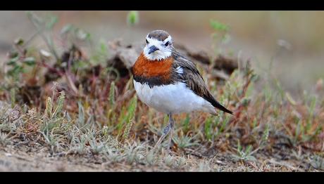 DOĞU CILIBITI NIN (CASPIAN PLOVER) İLK FOTOĞRAFI  
