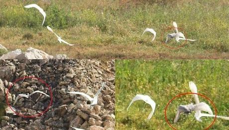 Türkiye İçin Yeni Bir Kuş Türü; Kıyı Balıkçılı - Western Reef Heron 