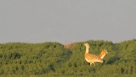 Toylar AB Projesiyle Polatlı da Korumaya Alınıyor