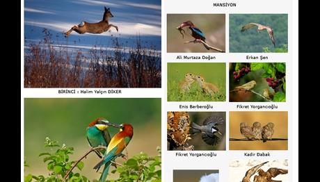 3.Türkiye Yaban Hayatı Fotoğraf Yarışması sonuçları belli oldu