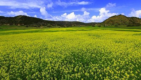 Kıbrıs'da Arazi 