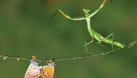 National Geographic Fotoğraf Yarışması Sonuçlandı