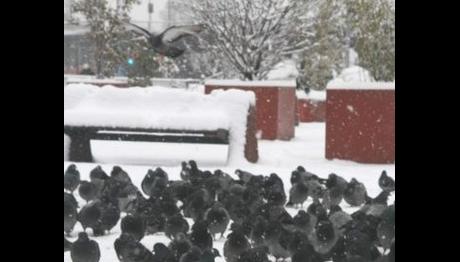 Kuşlar için...