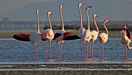 Dünyanın üçüncü büyük Flamingo adası İzmir de...