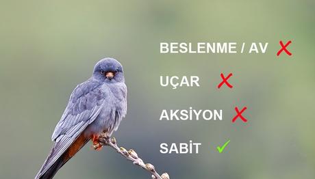 Örnek haber adı gelecek.